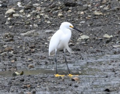 Out on the muddy beach was a Snowy Egret.