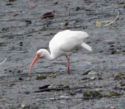 The tide was out and this White Ibis was poking in the mud.