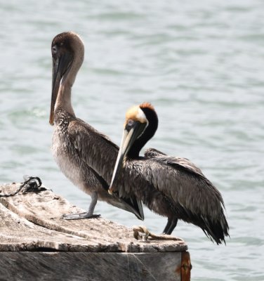 Two Brown Pelicans perched on a floating dock.