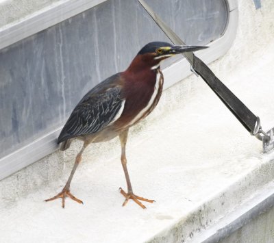 A Green Heron found a perch on the edge of a boat tied to the dock.