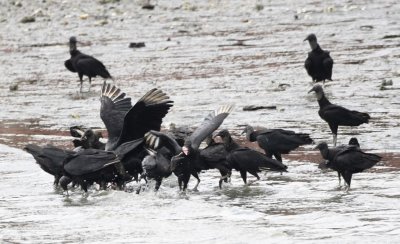 Across the small bay from the restaurant, a group of Black Vultures found something to fight over.
