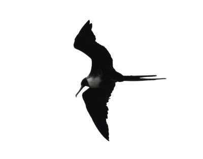 A female Magnificent Frigatebird flew over Golfo Dulce.