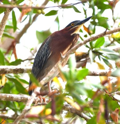 We found there were two Green Herons and one was staying close to a nest just above us in a tree between the restaurant and the shore.