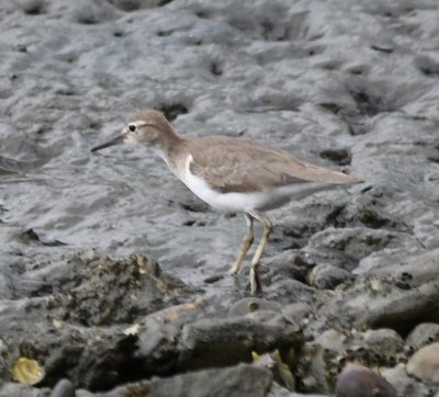 A nonbreeding plumage Spotted Sandpiper walked in the mud just below us.