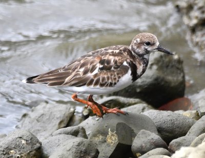 Ruddy Turnstone