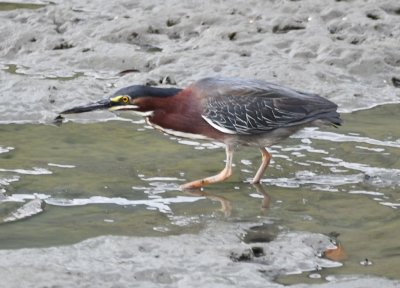 One of the Green Herons searched for food on the shore.