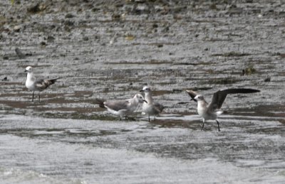 Laughing Gulls, across the bay
