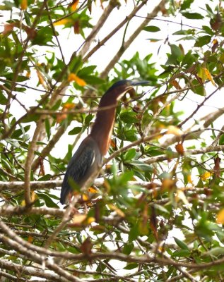 When one of the caracaras flew into the tree holding its nest, the Green Heron stretched out its neck in high alert.