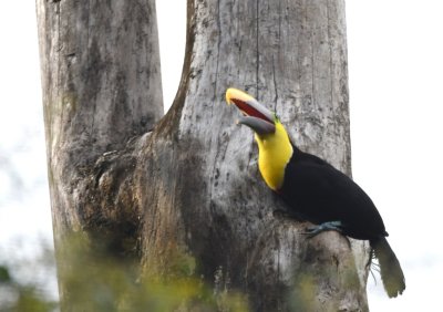After lunch, we drove back to the lodge and found this Yellow-throated Toucan in the same tree where we'd seen it before, still working on a nest cavity.