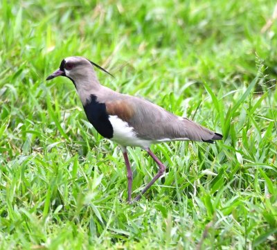On the right side of the road to the lodge, we found a pair of Southern Lapwings with their crest feathers and red eyes, walking in the field.