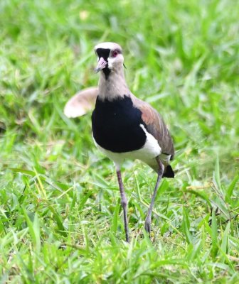 Front view, showing the black breast of the Southern Lapwing