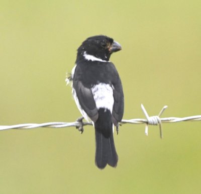 Male Pacific race Variable Seedeater