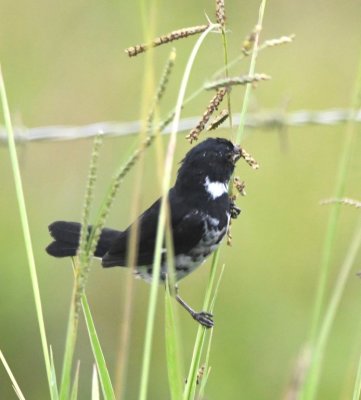 Another look at a male Variable Seedeater, eating grass seeds
