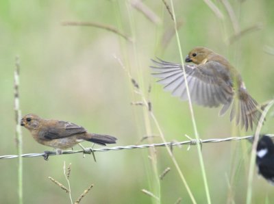 Two female Variable Seedeaters