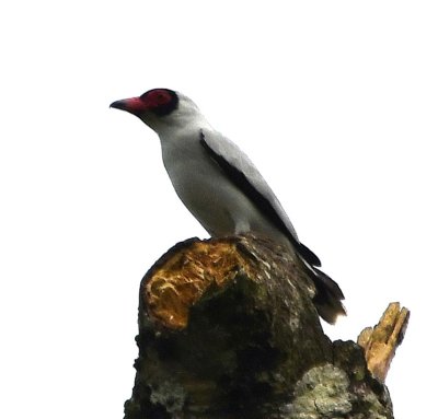 Masked Tityra, sitting atop a snag just above a nest hole