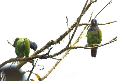Two Blue-headed Parrots