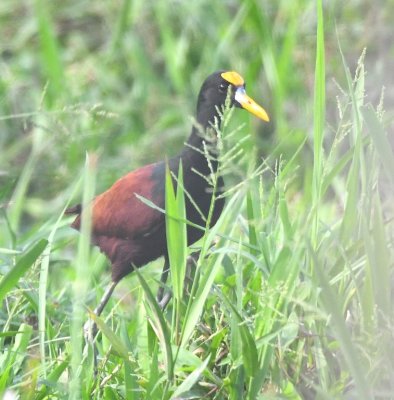 A Northern Jacana walked in the field to our right.