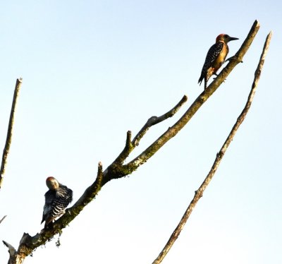 We stopped and got out of the bus to walk down a side road and saw two Red-crowned Woodpeckers.