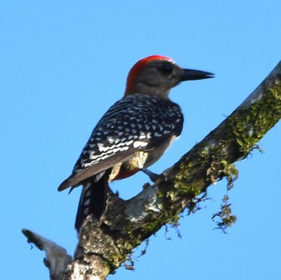 Red-crowned Woodpecker