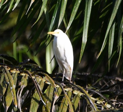 Cattle Egret, on a palm frond