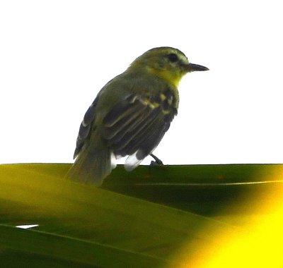 The Yellow Tyrannulet looks like it has a translucent wing feather.