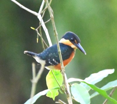 On the other side of the road, Chito sighted an American Pygmy Kingfisher.