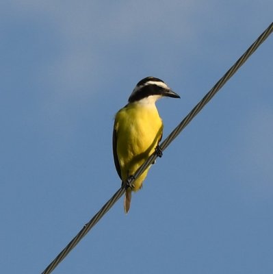 A Great Kiskadee with a single tail feather sat on the wire above us.