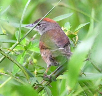 After most of the group stopped looking the Pale-breasted Spinetail hopped down into the grass closer to the road...