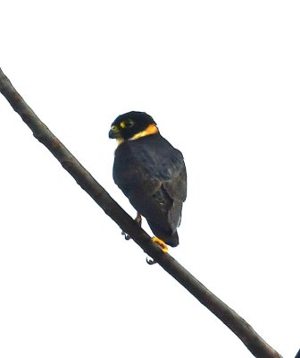 Nearing the lodge, we spotted a Bat Falcon in a tree above a parking lot on the left side of the road; it was getting dark, but that did not deter us from trying to get some photos.