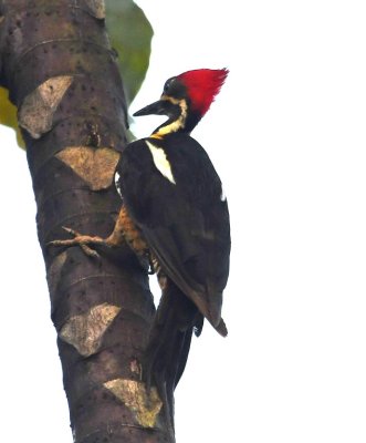 The Linneated Woodpecker moved to another tree and continued its drumming and pecking.