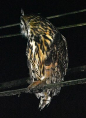 We had better luck with the Striped Owl; after finding one at a distance in a field, Enrique spotted this one sitting on a power line next to the road.