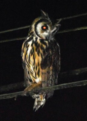We looked at the Striped Owl from inside the bus as it perched 20-30 feet from us.