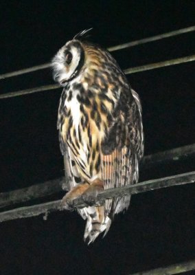 The Striped Owl did not seem perturbed by our observing it.