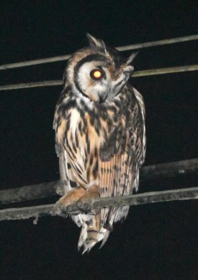 In fact, the Striped Owl seemed more focused on some prey along the side of the road below it.