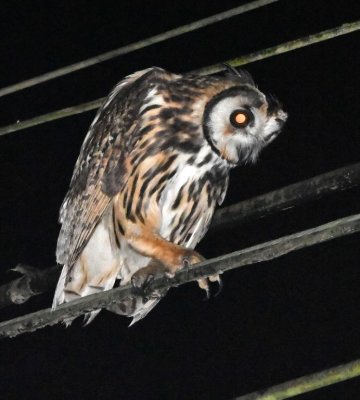 The Striped Owl turned around on the wire to keep an eye on whatever it was tracking.