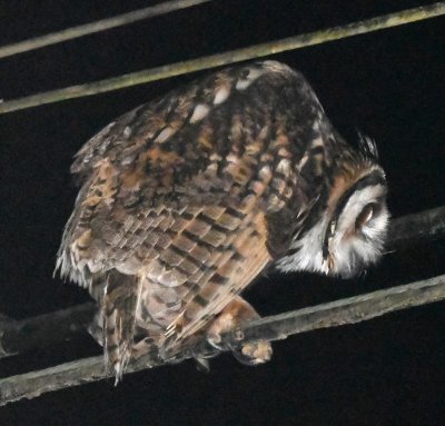 We left the Striped Owl to its hunting and returned to the lodge and bed.