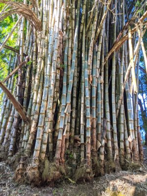 Bamboo along the trail at Las Cruces Biological Station