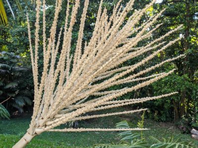 This palm showed us three stages of flowering/fruiting; at first I thought this spike was dead because of the color, but on closer inspection, insects looked to me to be pollinating little white flowers.