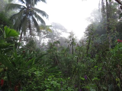 Rainforest at Esquinas Rainforest Lodge