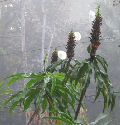 White-flowered ginger plant