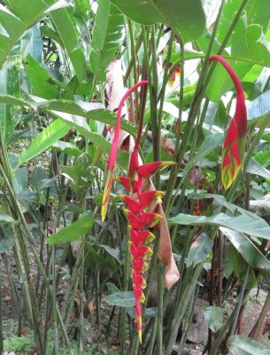 Heliconia