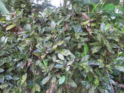 Mary wonders whether this is hypoestes; it was planted intentionally.