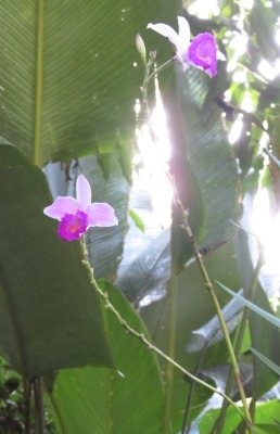 Bamboo Orchid