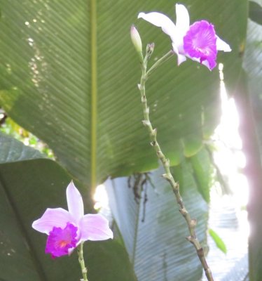 Bamboo Orchid