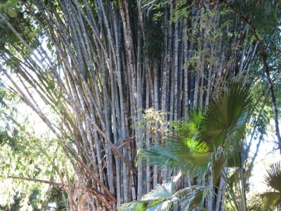 After gathering below the patio, we took off for an afternoon hike to the observation tower and passed this stand of giant bamboo along the trail.