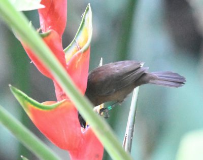 We gathered at the dining area for our morning walk and this female Blue-black Grosbeak was eating from the heliconias just off the deck.