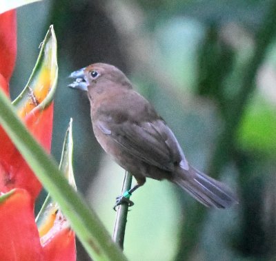 Female Blue-black Grosbeak