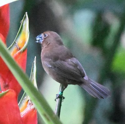 Female Blue-black Grosbeak