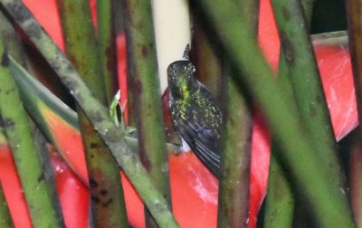 This Charming Hummingbird was also drinking from the heliconia.