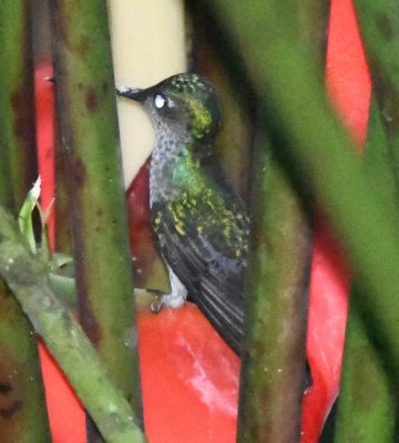 Charming Hummingbird